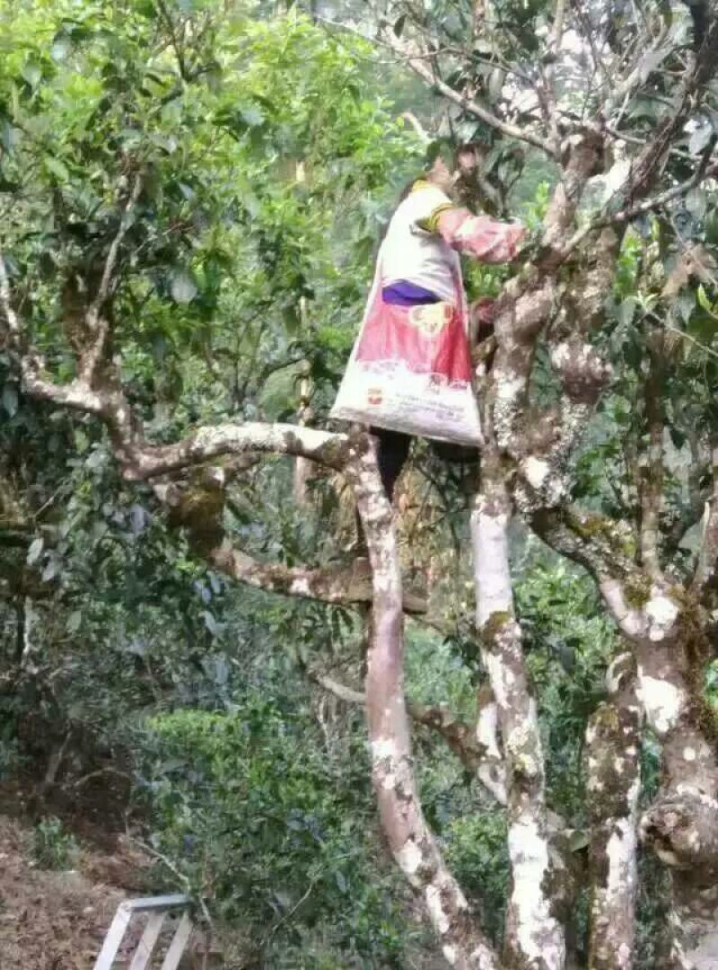 古树茶一级