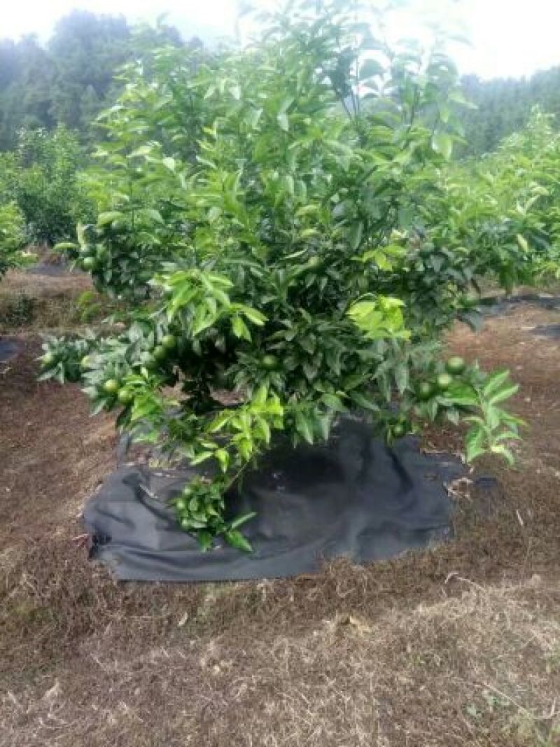 除草布