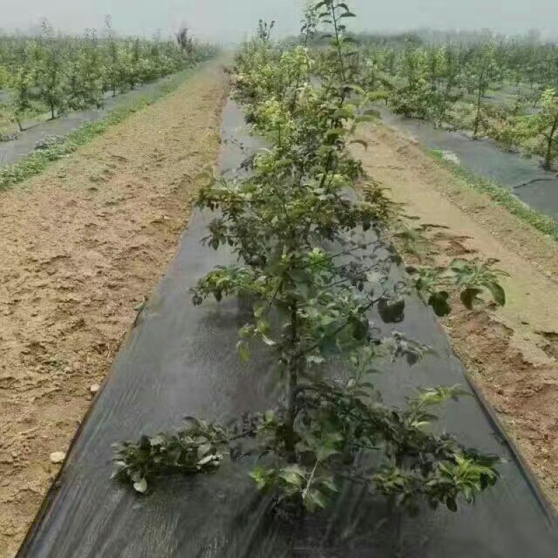 除草布
