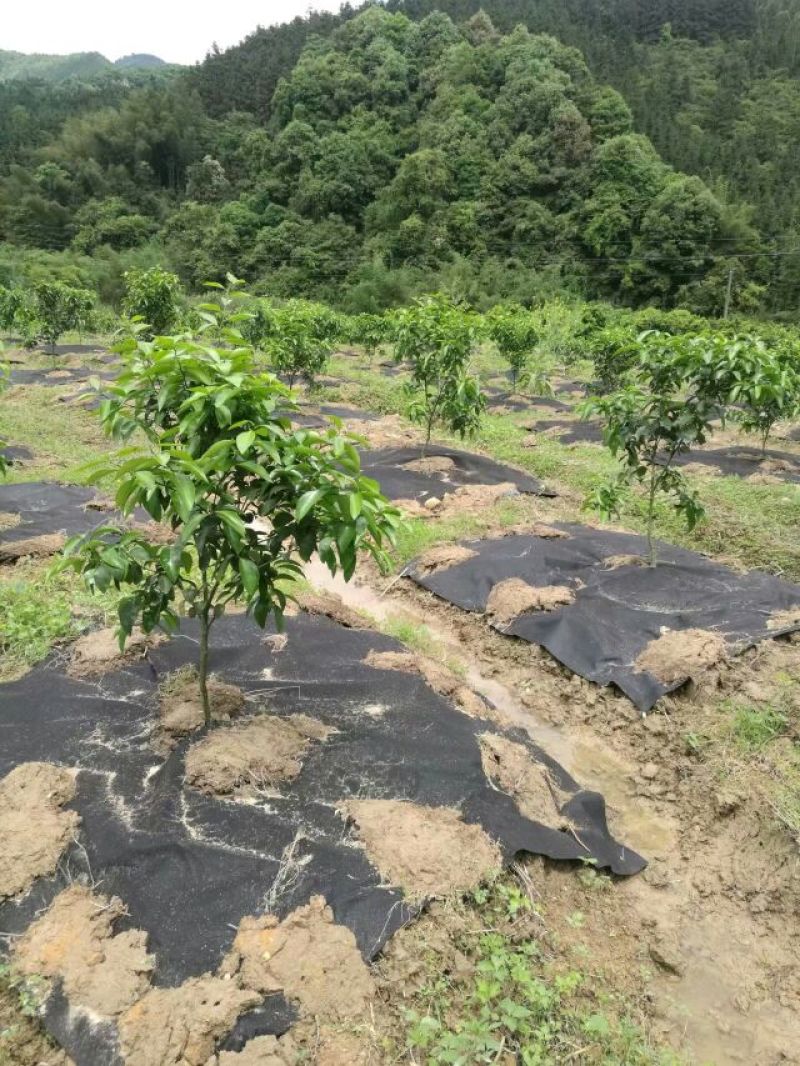 除草布