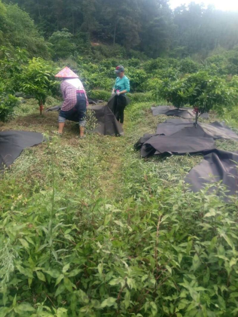 除草布