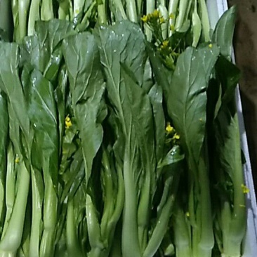 增城迟菜心40~50cm