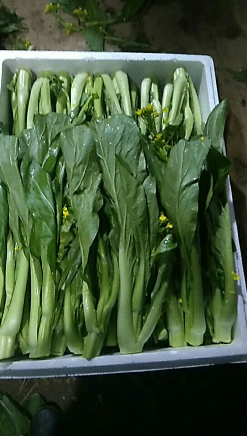 增城迟菜心40~50cm