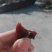 柿饼1~2两