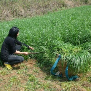 进口耐寒冬麦70黑麦草种子牧草种子猪牛羊鸡鸭鹅鱼草