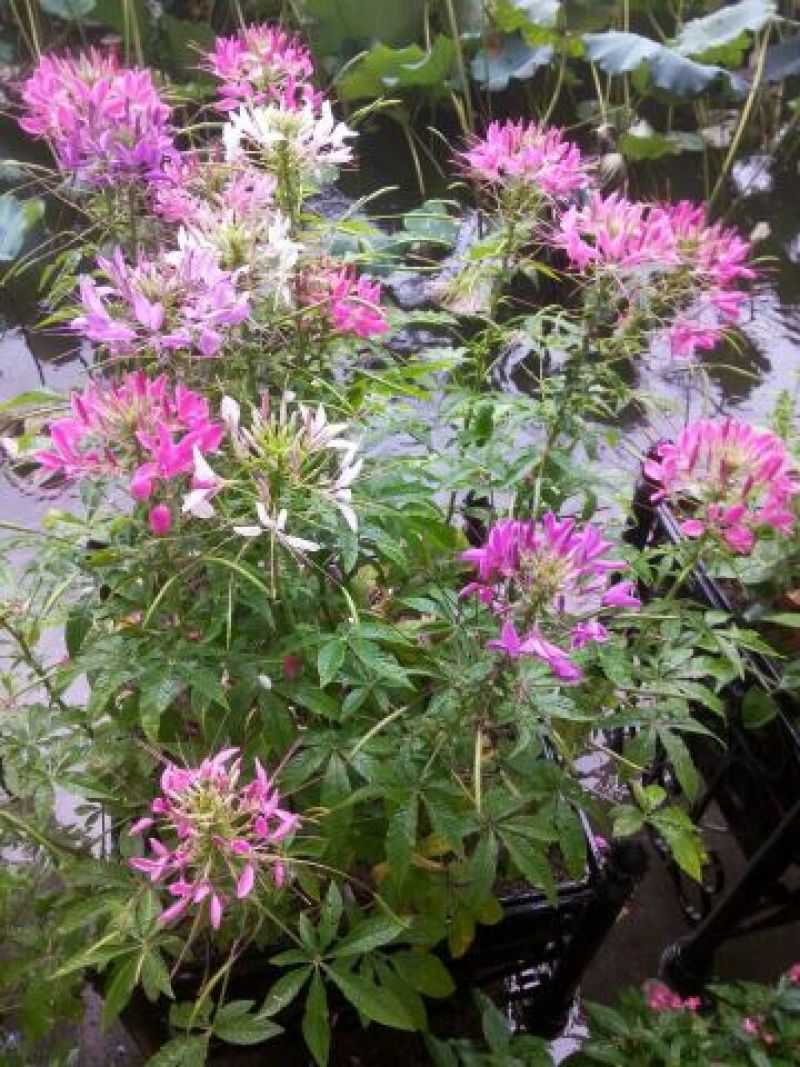 醉蝶花种子净种子花海造型必备发芽率95%