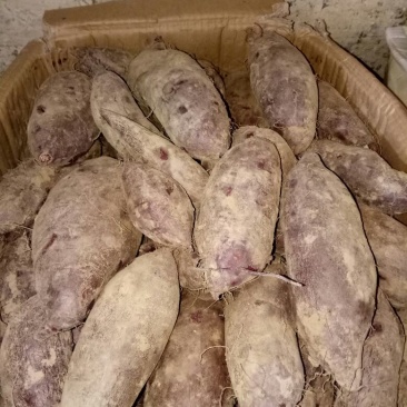 紫薯量大优惠