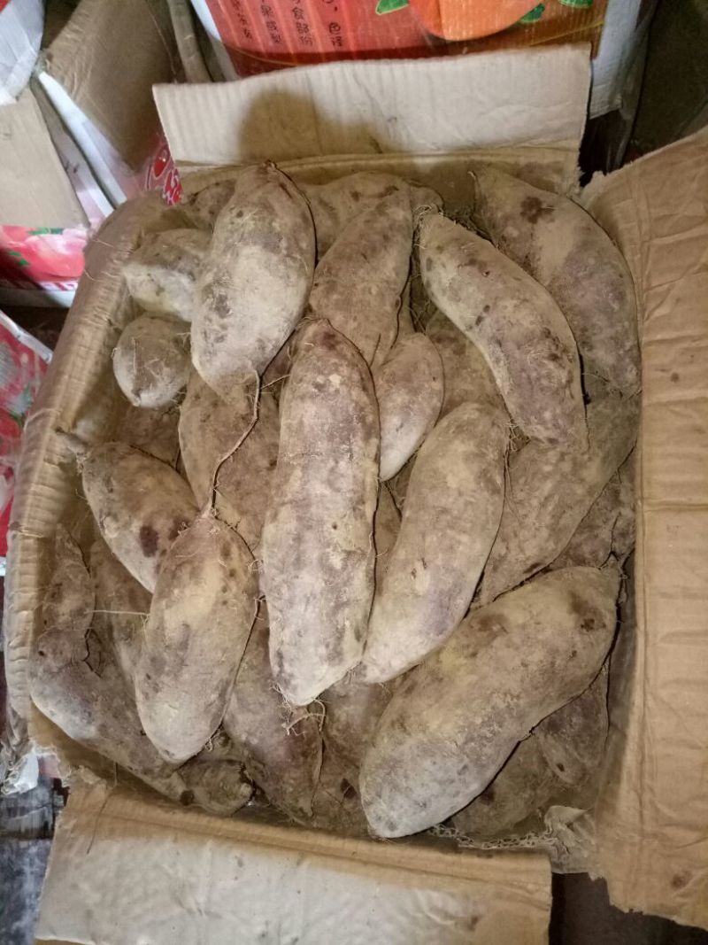紫薯量大优惠