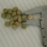 毛豆种子