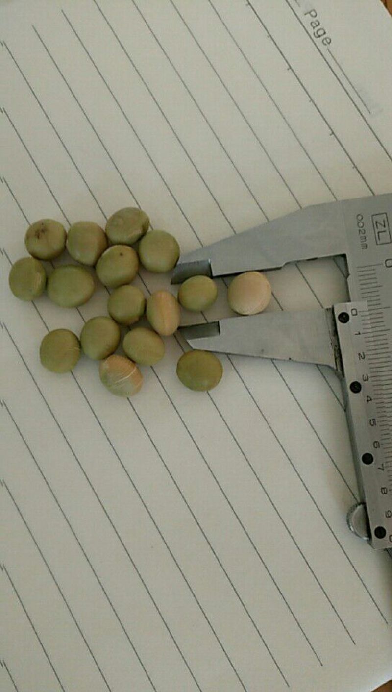 毛豆种子