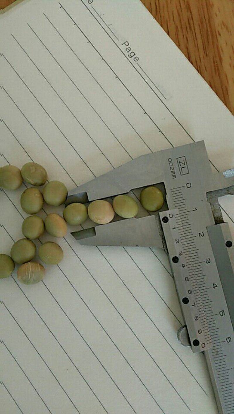 毛豆种子
