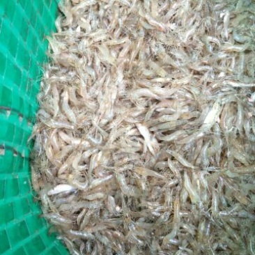 冰鲜河虾8~12只/kg