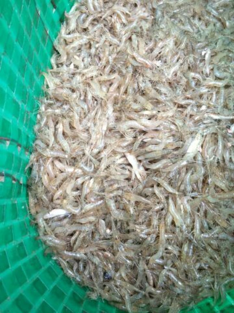冰鲜河虾8~12只/kg