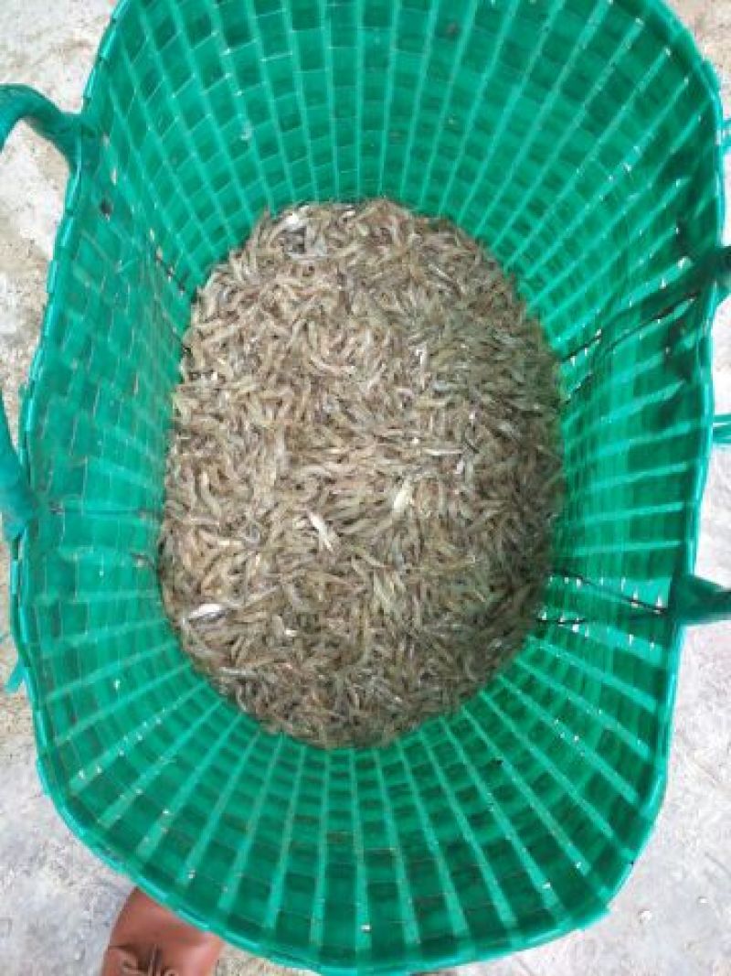 冰鲜河虾8~12只/kg
