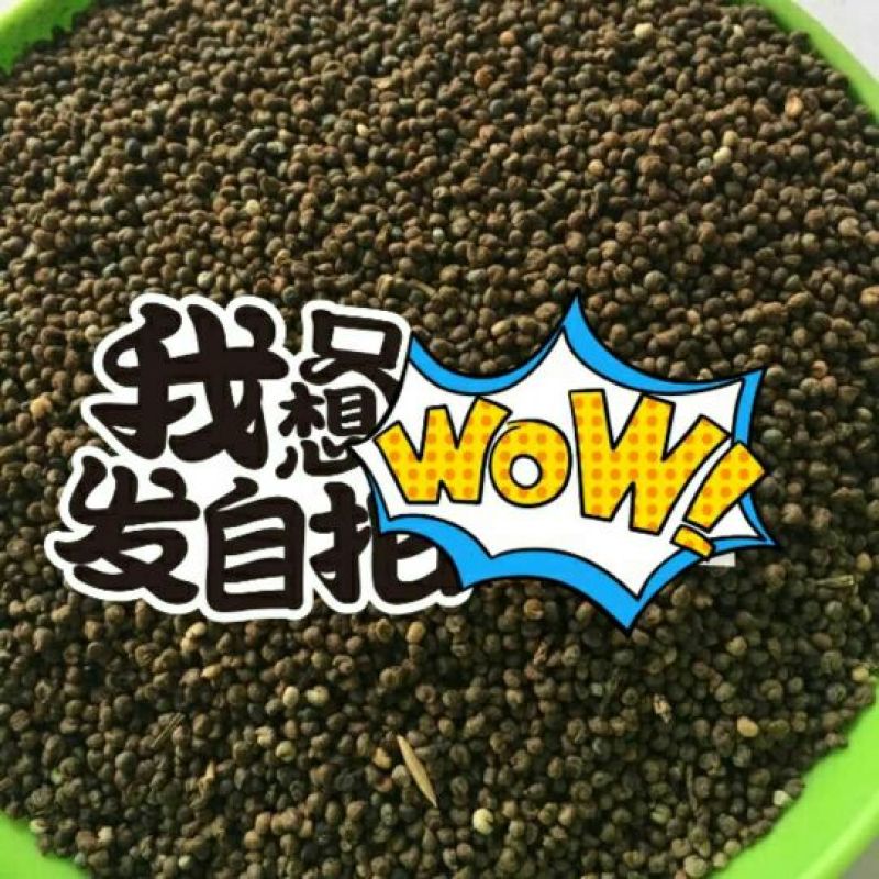 醉蝶花种子净种子花海造型必备发芽率95%