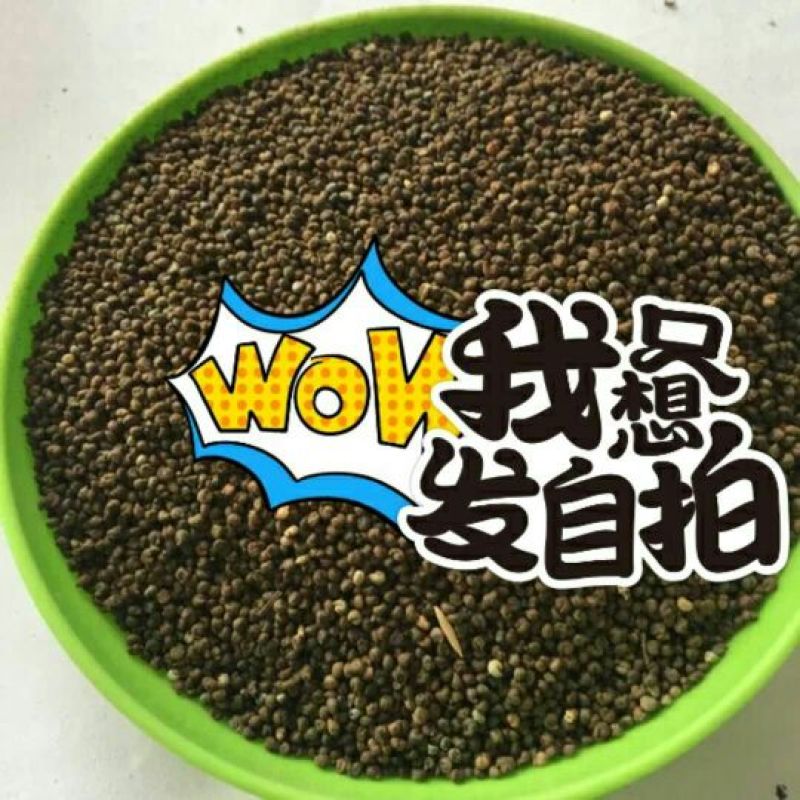 醉蝶花种子净种子花海造型必备发芽率95%