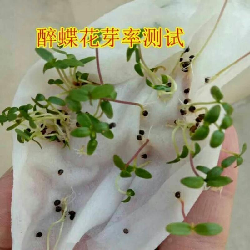 醉蝶花种子净种子花海造型必备发芽率95%