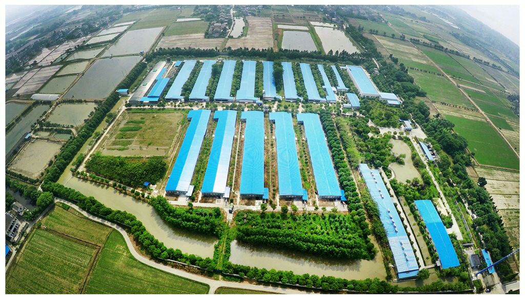 现代化蛋鸡养殖场内部实景图 蛋鸡养殖场内部环境