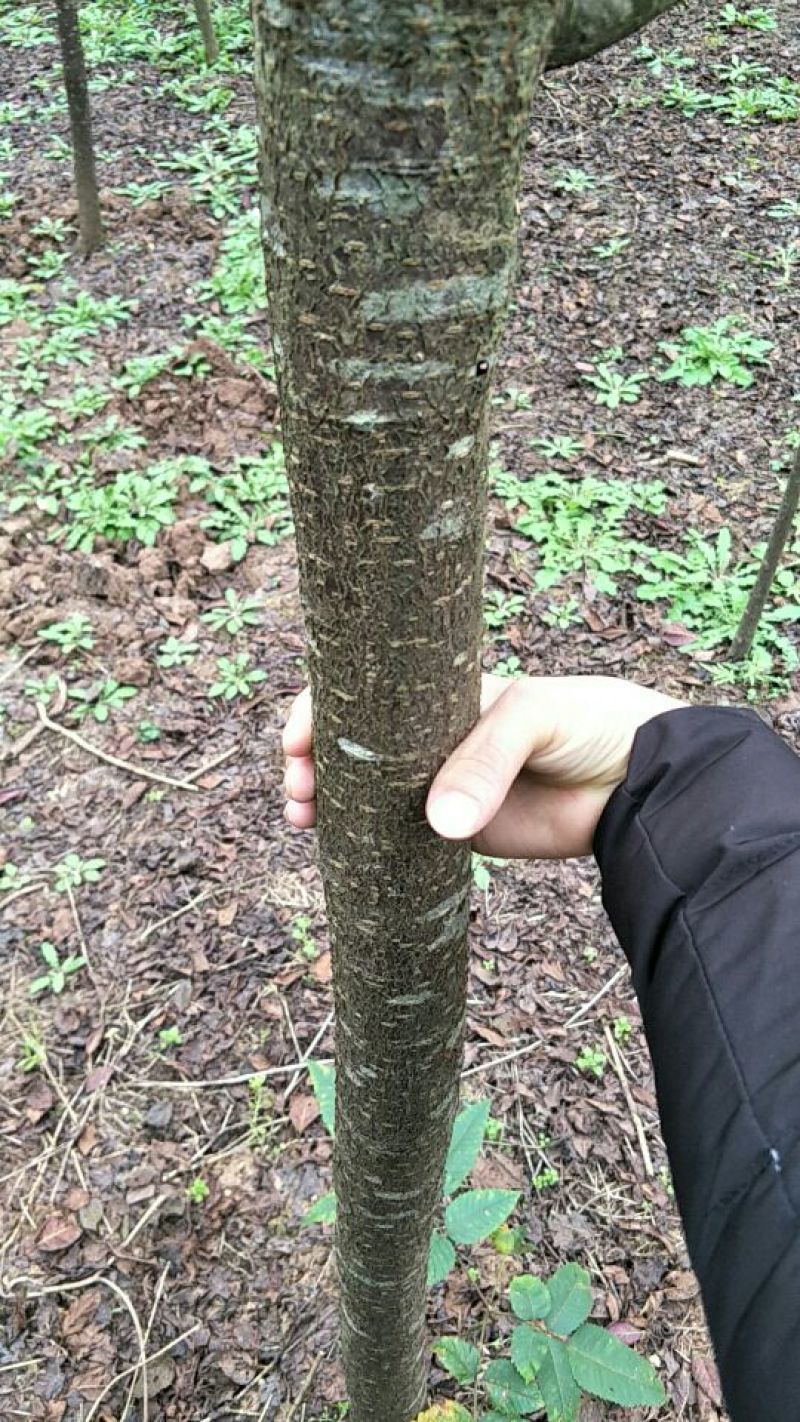 处理一批红叶李，要搞快哦，慢了就没有了