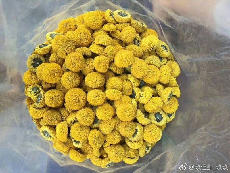 干菊花乒乓球菊
