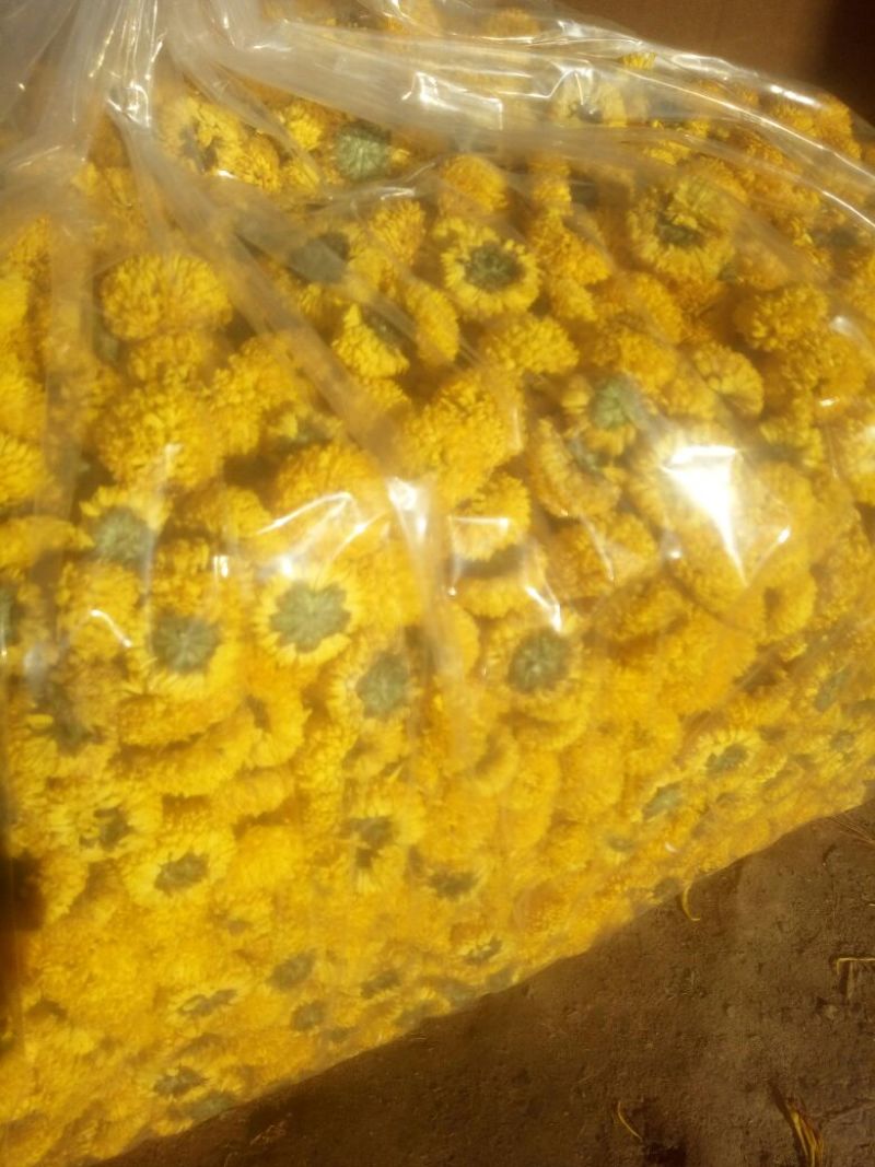 干菊花乒乓球菊