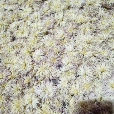 干菊花香菊