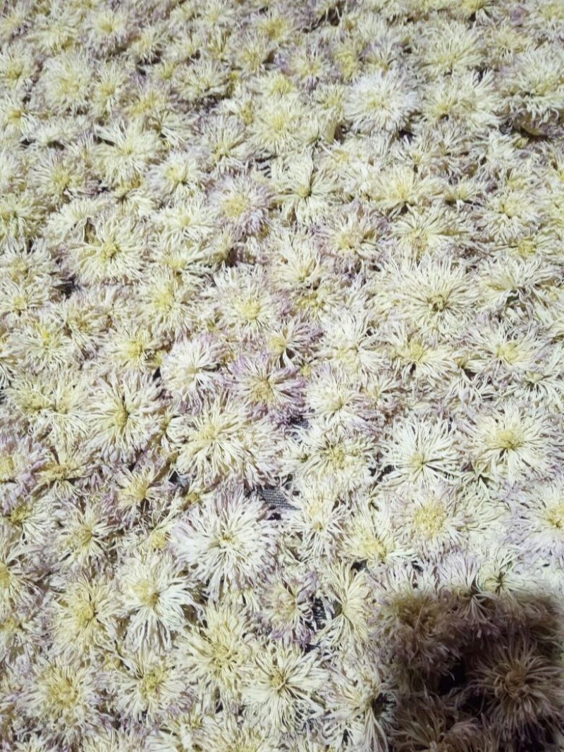 干菊花香菊