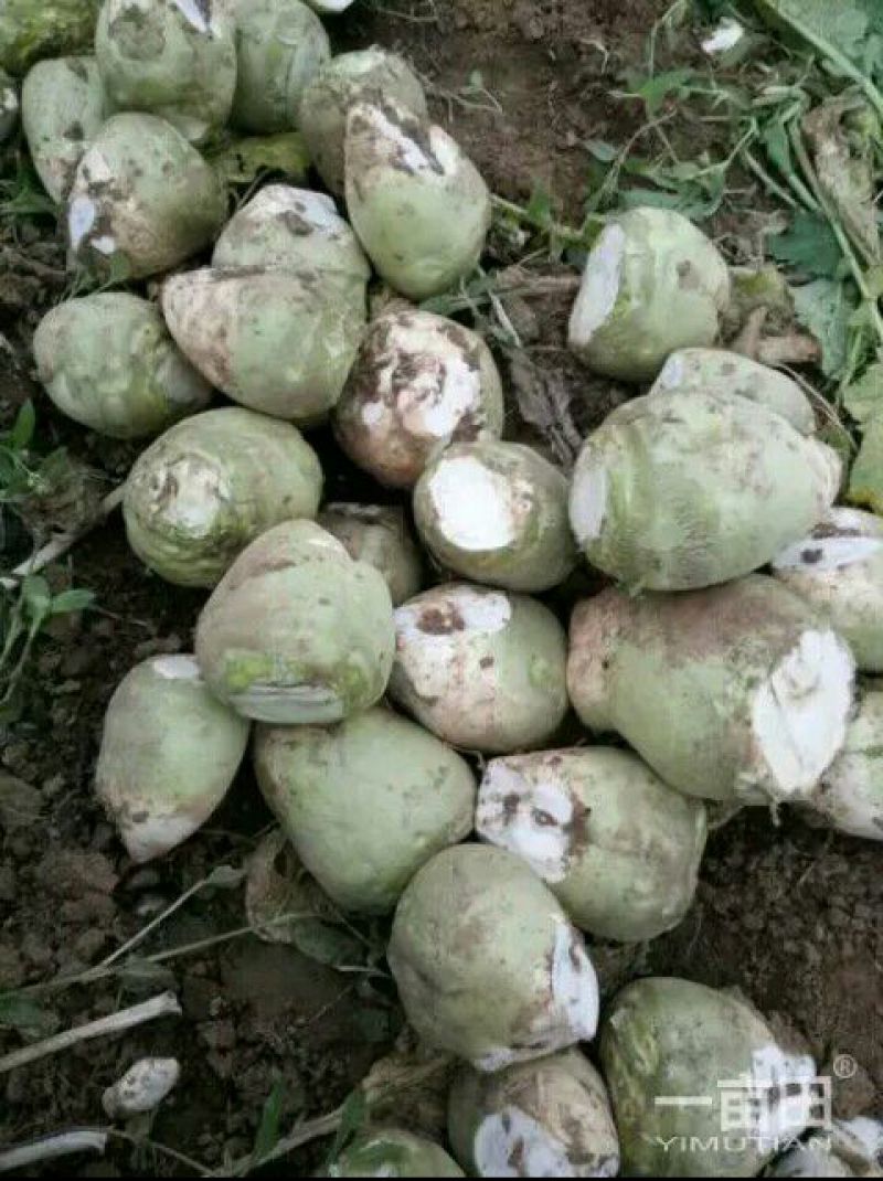 芥菜头疙瘩菜大量上市，欢迎新老客户前来采购…