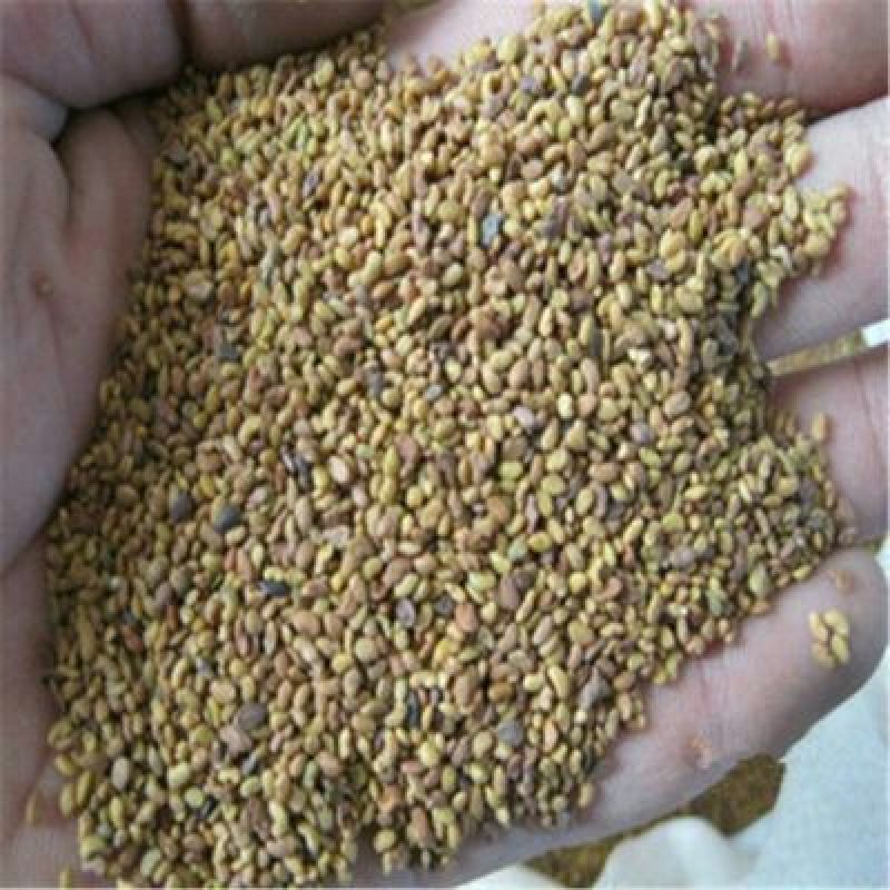 紫花苜蓿种子四季播种喂猪牛羊鸡鹅鸭兔鱼草