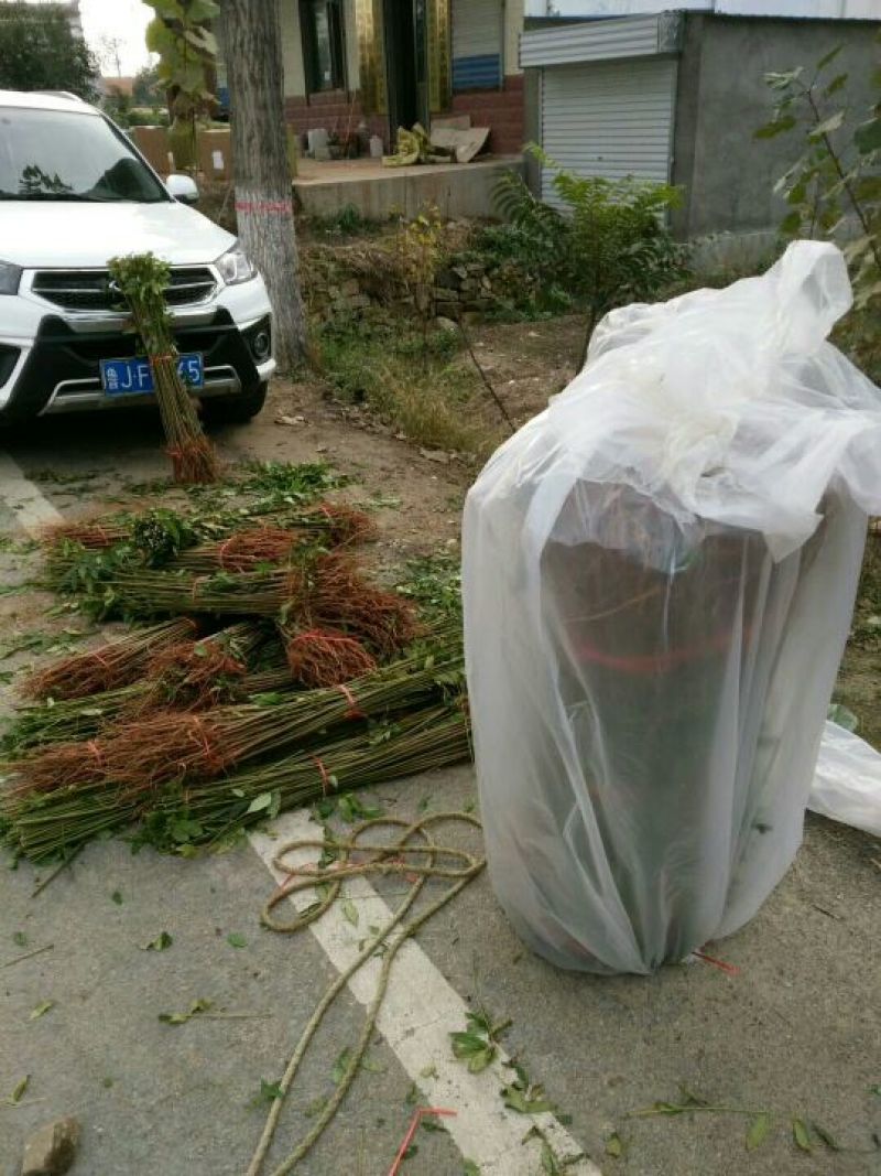 红油香椿苗育苗基地矮化香椿苗批发价格香椿树苗