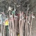 阳丰甜柿子苗次郎柿子苗育苗基地摘下来就可以吃的品种
