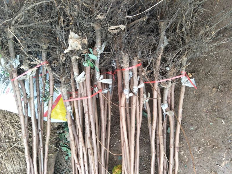 阳丰甜柿子苗次郎柿子苗育苗基地摘下来就可以吃的品种
