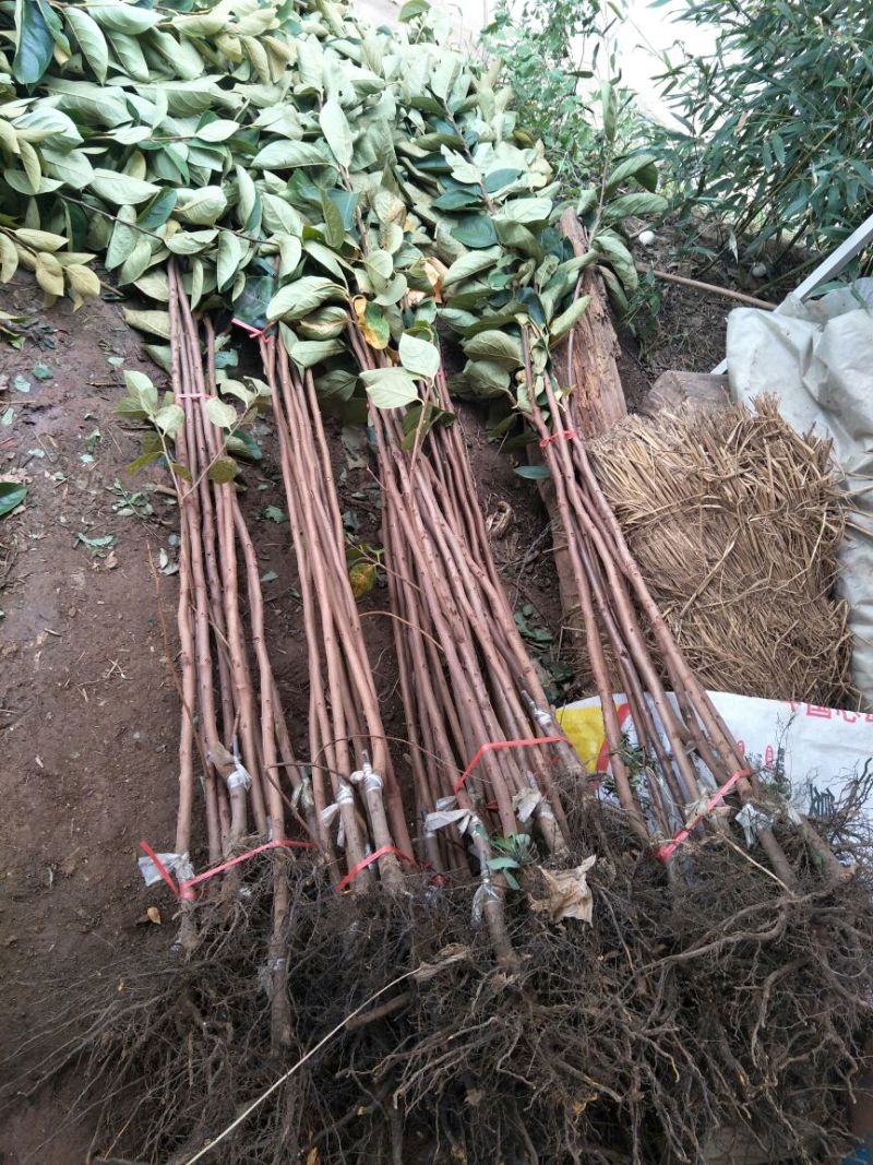 阳丰甜柿子苗次郎柿子苗育苗基地摘下来就可以吃的品种