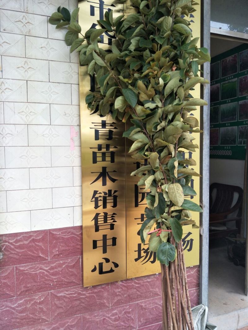 阳丰甜柿子苗次郎柿子苗育苗基地摘下来就可以吃的品种