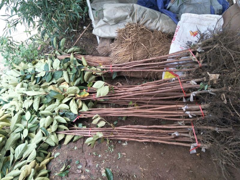 阳丰甜柿子苗次郎柿子苗育苗基地摘下来就可以吃的品种