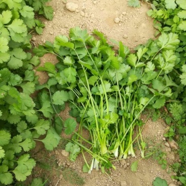 大叶香菜20~30厘米