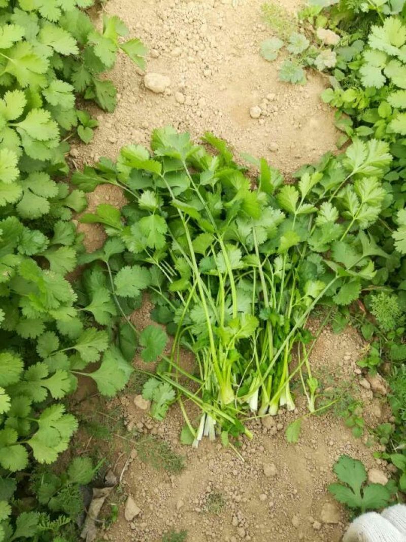 大叶香菜20~30厘米