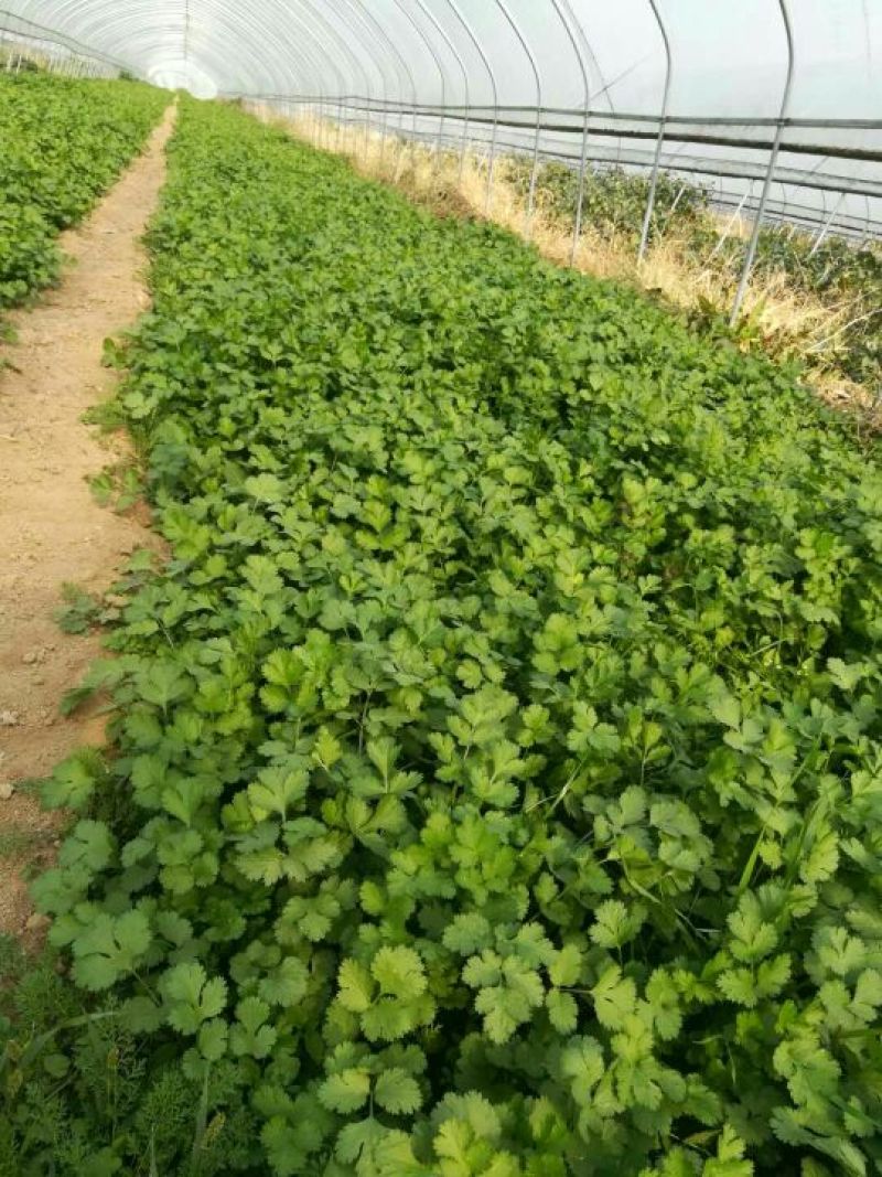 大叶香菜20~30厘米