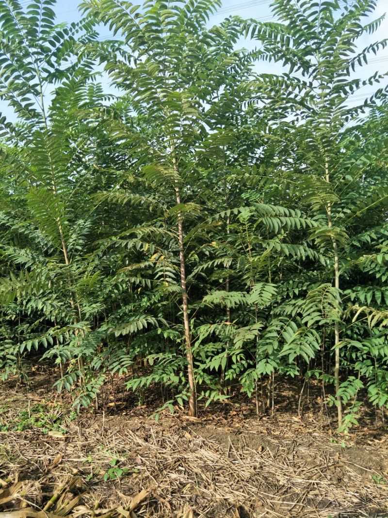 红油香椿苗矮化根生红油香椿树苗大棚香椿苗基地