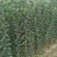 红富士烟富矮化苹果树苗嫁接苹果树苗新品种育苗基地