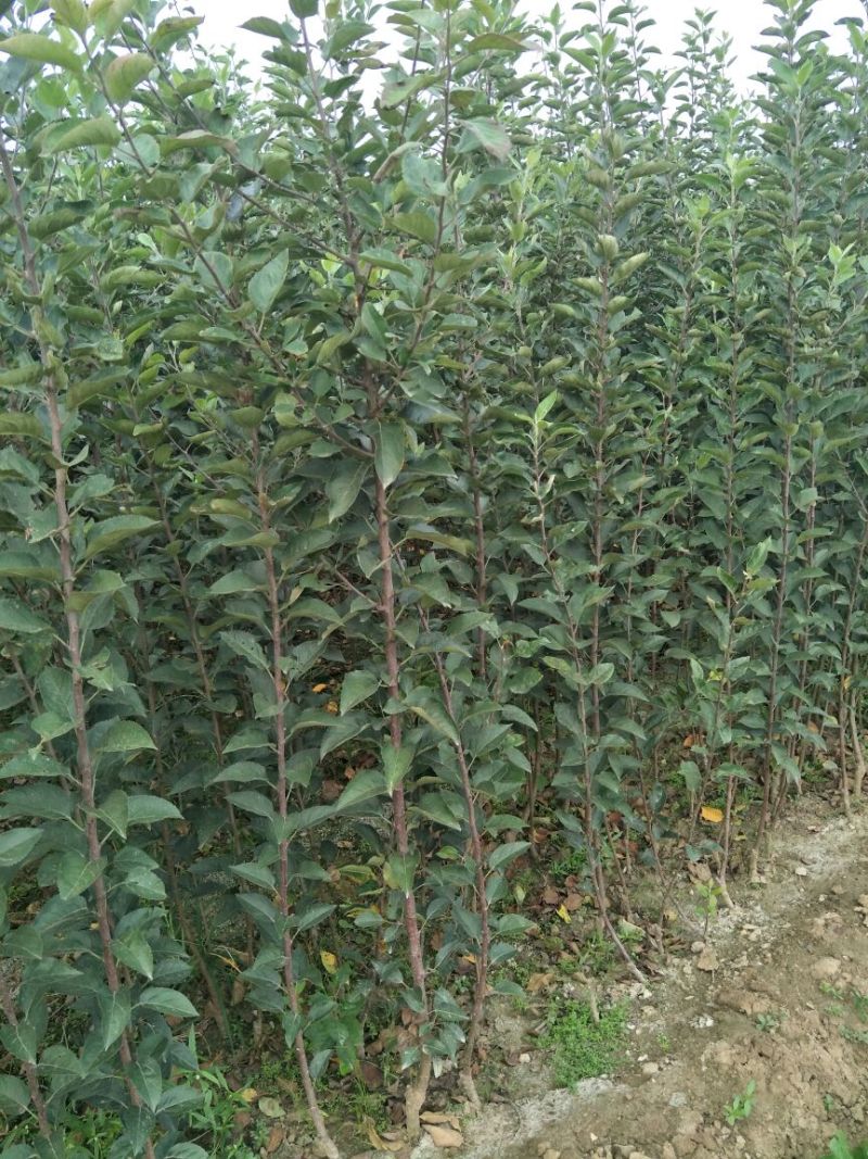 红富士烟富矮化苹果树苗嫁接苹果树苗新品种育苗基地