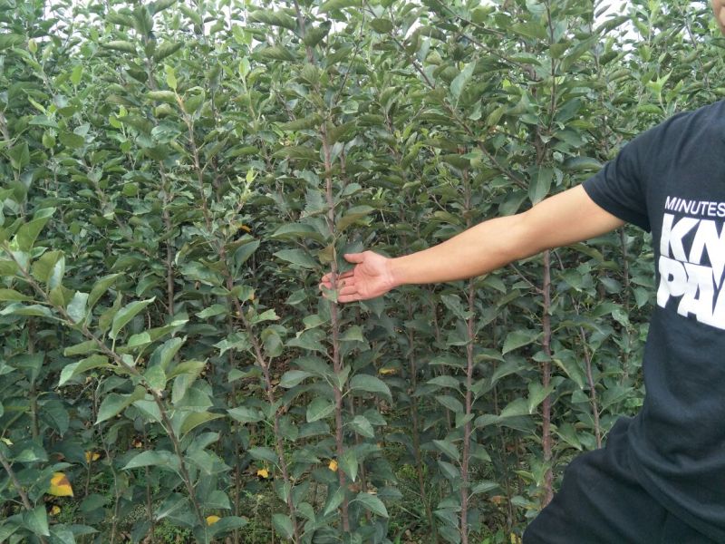 红富士烟富矮化苹果树苗嫁接苹果树苗新品种育苗基地