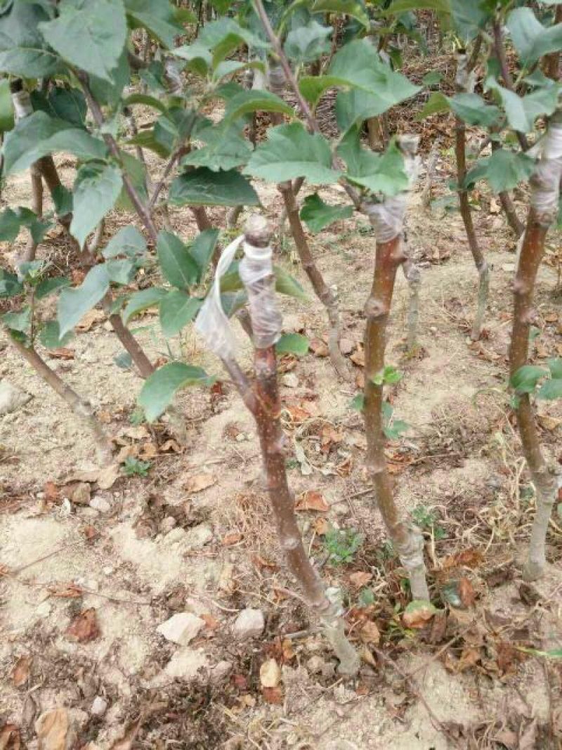 M26矮化砧鲁丽苹果苗品种M9T337苹果苗基地