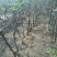 M26矮化砧鲁丽苹果苗品种M9T337苹果苗基地