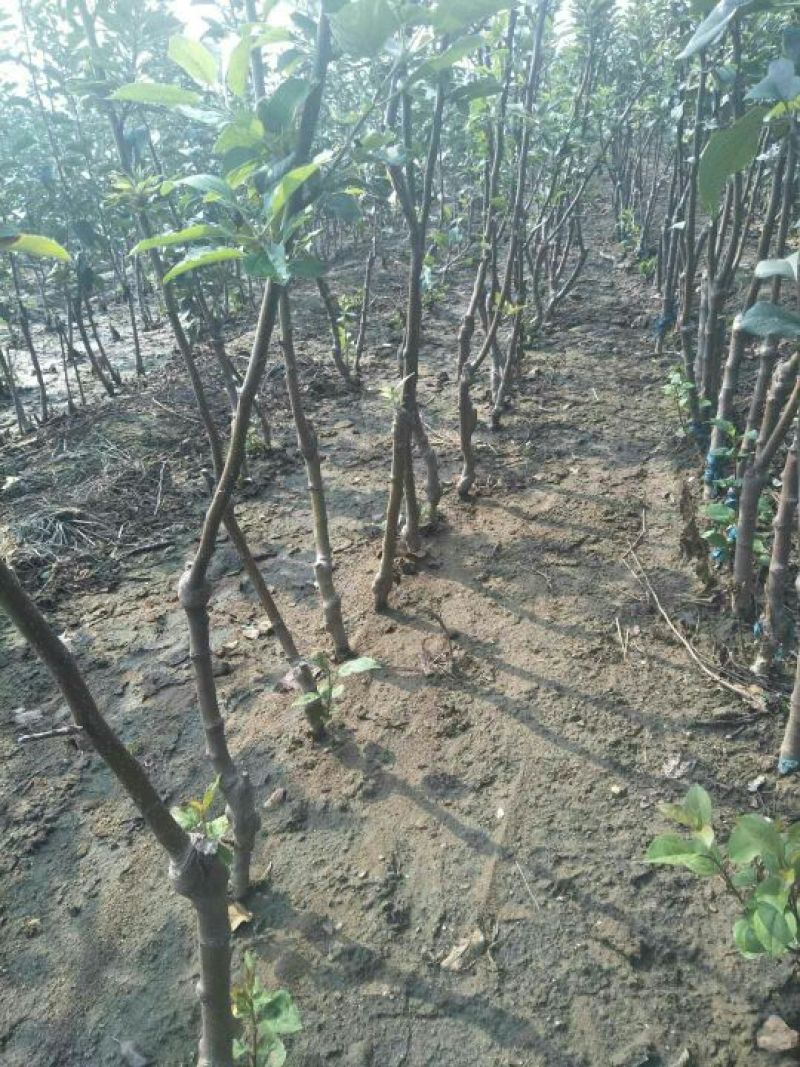M26矮化砧鲁丽苹果苗品种M9T337苹果苗基地