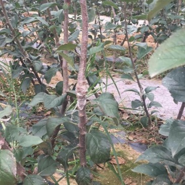 M26矮化砧鲁丽苹果苗品种M9T337苹果苗基地