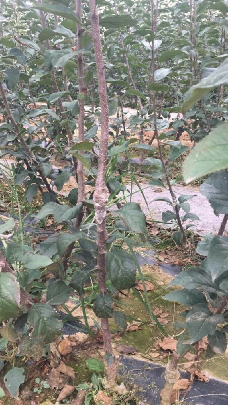 M26矮化砧鲁丽苹果苗品种M9T337苹果苗基地