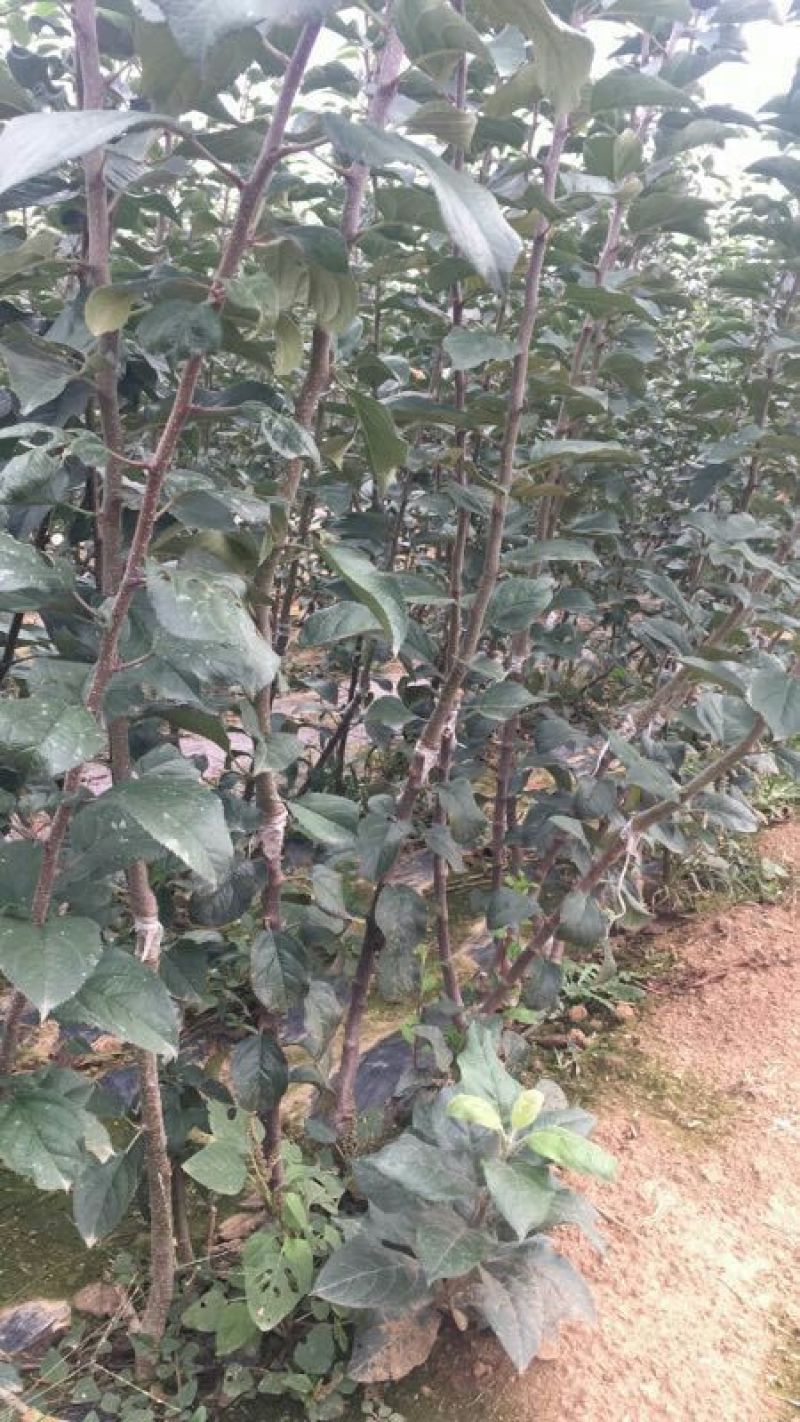 M26矮化砧鲁丽苹果苗品种M9T337苹果苗基地