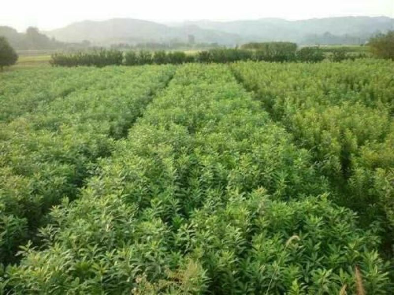 杨梅树苗正宗东魁杨梅嫁接苗，南北方都可以种植好成活的
