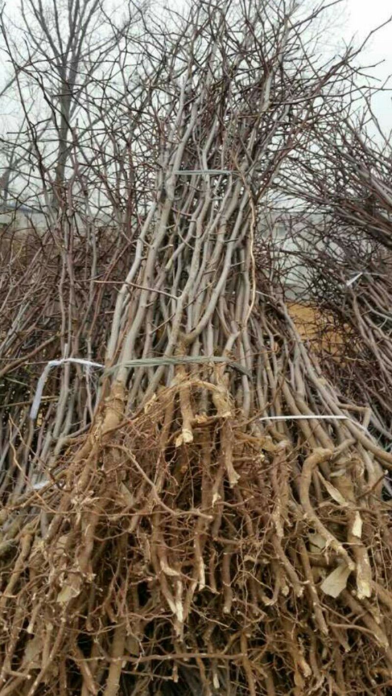 冬枣树苗品种大枣枣树苗基地直销冬枣苗批发
